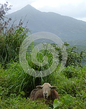 Scene of Dominica, West Indies