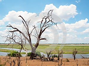 Scene of dried tree trunk on savannah sand ground with river landscape, blue sky and white cloud background, Chobe national park