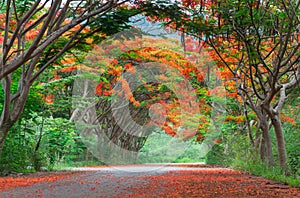 Scene of Flame Tree, Royal Poinciana