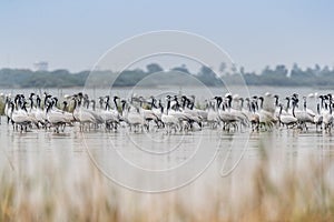 Scene of a flock of Demoiselle Cranes standing in the shallow waters of a lake