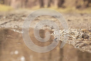 scene of gravel and overgrowth by the puddle bank.