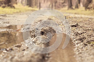 scene of gravel and overgrowth by the puddle bank.