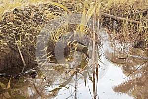 scene of gravel and overgrowth by the puddle bank.