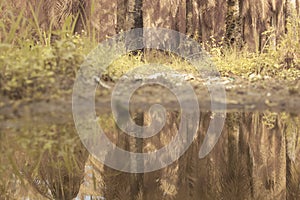 scene of gravel and overgrowth by the puddle bank.