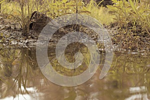 scene of gravel and overgrowth by the puddle bank.