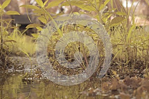 scene of gravel and overgrowth by the puddle bank.