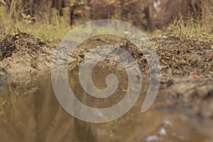 scene of gravel and overgrowth by the puddle bank.