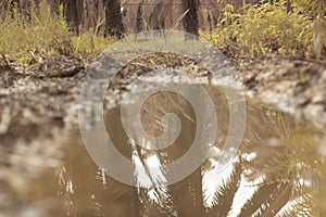 scene of gravel and overgrowth by the puddle bank.