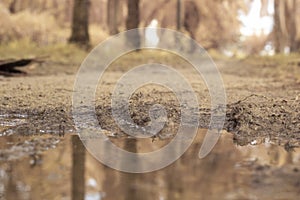 scene of gravel and overgrowth by the puddle bank.