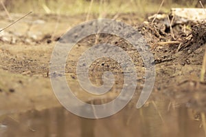 scene of gravel and overgrowth by the puddle bank.