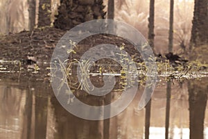 scene of gravel and overgrowth by the puddle bank.