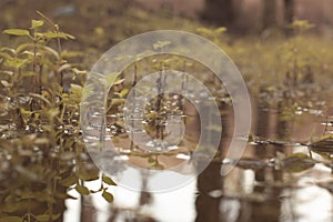 scene of gravel and overgrowth by the puddle bank.