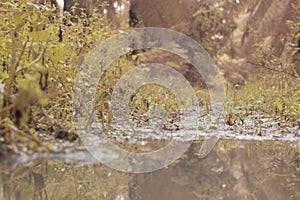 scene of gravel and overgrowth by the puddle bank.