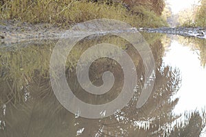 scene of gravel and overgrowth by the puddle bank.