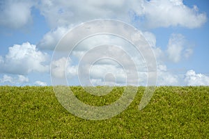 Scene of green grass, a blue sky and white clouds