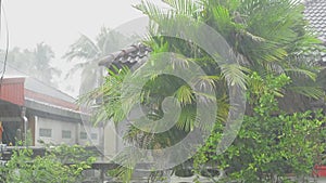 Scene of heavy pouring rain and palm trees is swaying with strong wind in front of the house in residential area.