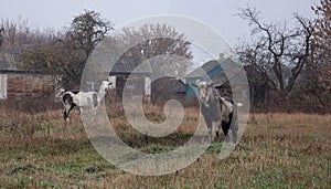 Scene with a herd of authentic goats grazing near the farm