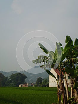 A scene that illustrates that in a city full of air pollution, there is still cool and fresh air