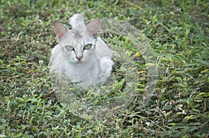 Scene of cat resting by the roadside.
