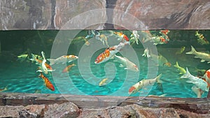 scene of the indoor aquarium with several species of big fish.