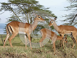 Scene from Kenya