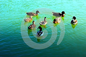 Scene from Lago Azzurro with eight ducks swimming in the lake waters