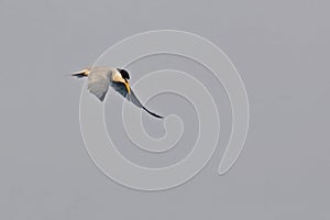 Scene of Least Tern, Sternula antillarum, flying