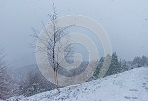 Scene of a lonely tree in a snowy day in Natural Park of Urkiola.