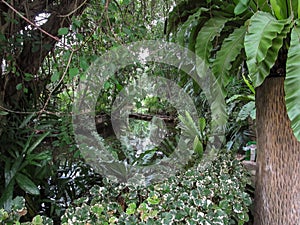 A scene looking straight into a dense tropical rain forest