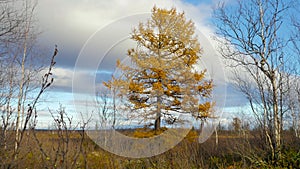 Scene with lurch at yamal tundra