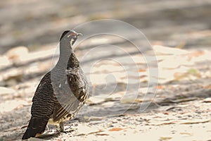 Scene of Male Spruce Grouse, Falcipennis canadensis, in boreal forest