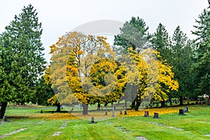 Scene of maple three when autumn in graveyard