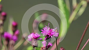 A scene of the microcosm featuring bees, flowers and caterpillars