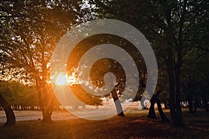 Scene Misty Old Forest with Sun Rays