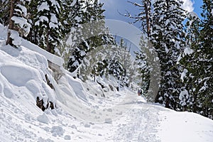The Mt Washburn trail in Yellowstone National Park photo