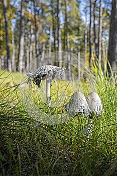 Scene of mushrooms, Bojnice, Slovakia