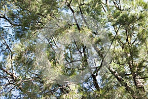 Hermoso asombroso a verde una carta un árbol sobre el un restaurante 