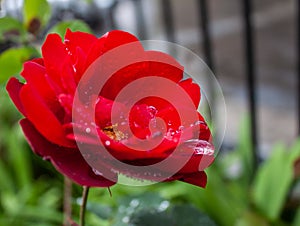 Hermoso asombroso a rosa roja gotas agua sobre el de 