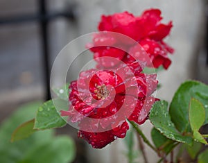 Hermoso asombroso a rosa roja rechazar agua sobre el 