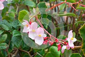 Hermoso asombroso a rosa a blanco flores en 