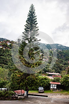 Hermoso a el gran un árbol en en 