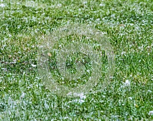 Scene with natural green grass covered with poplar fluff in spring