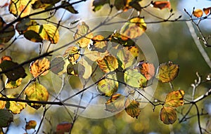 Scene of autumn nature