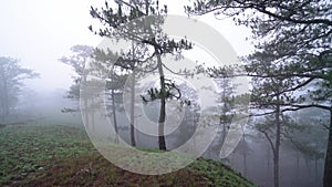 The scene of the pine forest on the hill covered with morning mist
