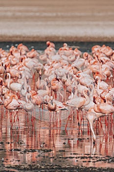 Scene of pink flamingos eating algae - Lake Nakuru National Park Kenya Africa