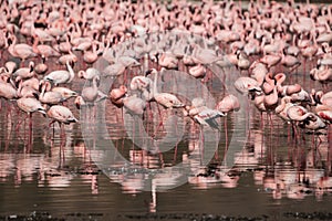 Scene of pink flamingos eating algae - Lake Nakuru National Park Kenya Africa