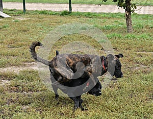 Scene of a Presa Canario and black Labrador Retriever dogs fighting photo