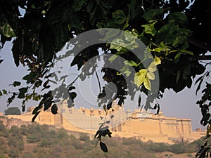 The scene of a Rajasthan fort through peep of a tree.