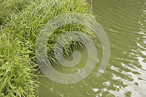 Scene of reeds or marsh herb grown on the lake shore. Spring or summer river landscape