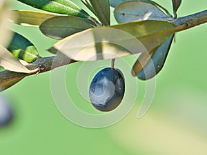 Scene with ripe olive fruit and unfocused background